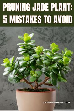 a potted plant with the words pruning jade plants 5 makes to avoid