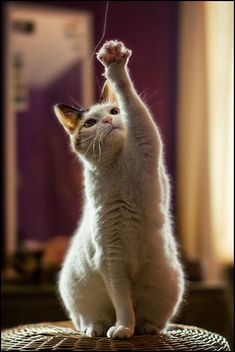 a white cat standing on its hind legs and reaching up to the sky with it's paw