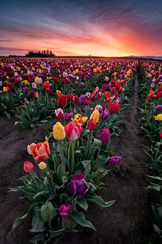 a field full of colorful tulips with the sun setting in the background