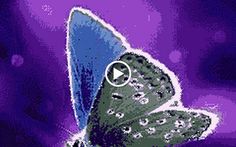 a blue butterfly flying through the air