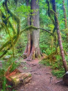 a path in the middle of a forest with moss growing on it's sides