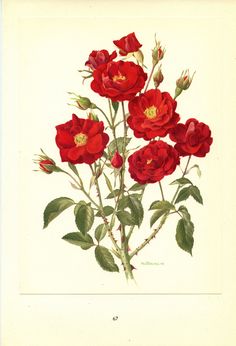 a painting of red roses with green leaves on a white background, in an antique style