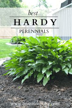 the words best hardy perennials are in front of a green bush with leaves