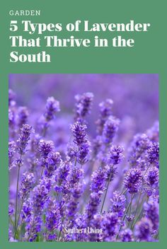 lavender flowers with the title 5 types of lavender that thrive in the south