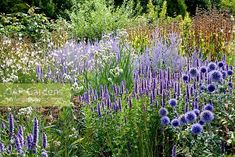 a garden filled with lots of purple flowers and green plants in the middle of it