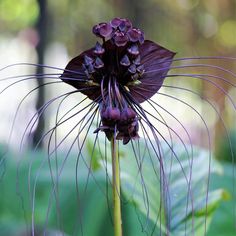 a close up of a flower on a plant