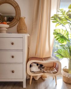 a cat laying in a pet bed next to a dresser and potted plant on top of a wooden floor