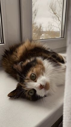 a calico cat laying down on a window sill looking at the camera with its eyes wide open