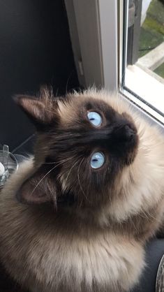 a cat with blue eyes looking out the window