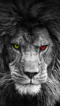 a black and white photo of a lion with red eyes