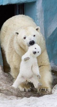 an adult polar bear holding a baby polar bear