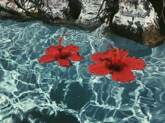 two red flowers floating on top of a body of water next to rocks and trees