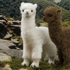 two llamas are standing in the grass