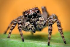 a close up of a jumping spider on a green surface with yellow background and brown eyes