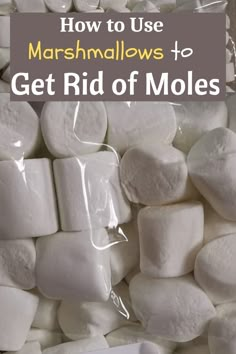 how to get rid of ground moles with marshmallows Get Rid Of Groundhogs, Getting Rid Of Gophers, Getting Rid Of Mice, Lawn Pests, Rodent Repellent, Diy Pest Control