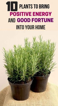 two potted plants with the words 10 plants to bring positive energy and good fortune into your home