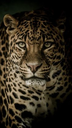 a close up of a leopard on a dark background