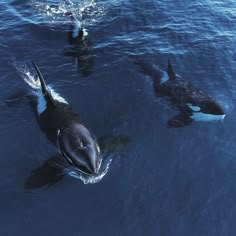 three orca whales swimming in the ocean