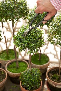 someone is cutting down the top of a small tree in their pots with shears