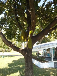 a tree that has some kind of fruit hanging from it's branches in front of a building