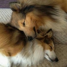 two dogs are sleeping together on the floor and one is curled up with it's eyes closed