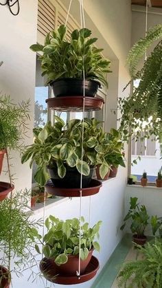 several potted plants hanging from the side of a building