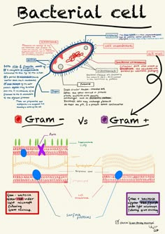 the structure of an animal cell and how it is used to describe what cells look like