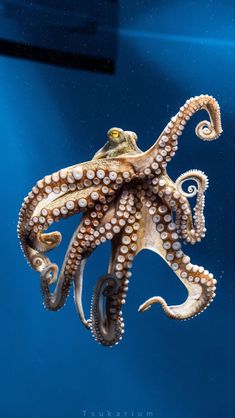 an octopus is swimming in the water