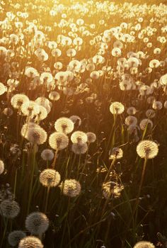 the sun shines brightly through dandelions in a field