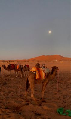 a group of camels are standing in the desert, with a full moon behind them