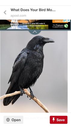 a black bird sitting on top of a tree branch