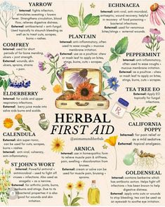 Herbs For Beginner Herbalist, Topical Herbal Remedies, Herbal Drawings Botanical Prints, Herbal Remedy Recipes, Herbal Nervines, Herbs For Medicine, Herbs For Lungs, Herbs For Women, Herbs For Skin