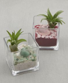 two small glass vases with plants in them