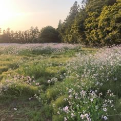 the sun is setting over a field full of wildflowers and trees in the background