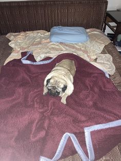 a pug dog laying on top of a bed covered in a blanket and pillows