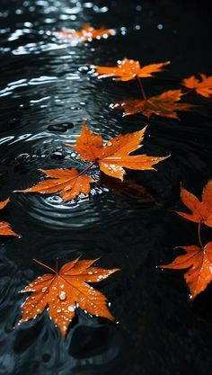 several orange leaves floating on top of a body of water with drops of water around them