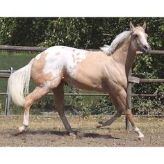 a brown and white horse running in an enclosure