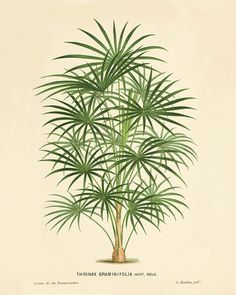 a drawing of a palm tree with green leaves