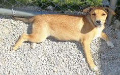 a brown dog laying on top of gravel next to a fence