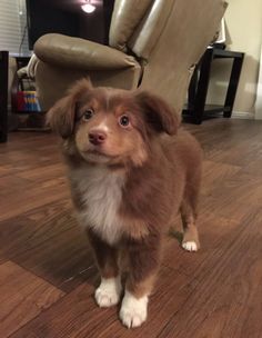 a brown and white dog standing on top of a wooden floor