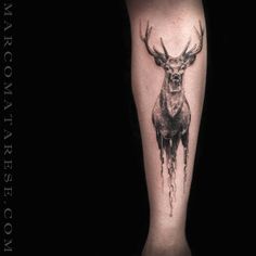 a black and white photo of a deer on the leg