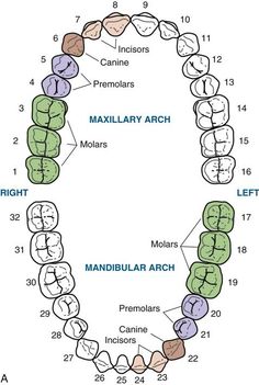 4. Dental Anatomy | Pocket Dentistry Orthodontic Assistant Study Guides, Dental Flashcards, Pre Dental Student, Dental Diagram