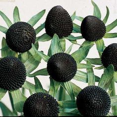 a bunch of black flowers sitting on top of green leaves