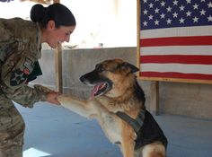 MWD Military Service Dogs, Army Dogs, Dog Hero, Military Working Dogs, Military Dogs, Police Dogs, Military Heroes, American Soldiers, Care Packages