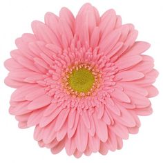 a pink flower with yellow center on a white background