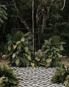 an outdoor area with plants and rugs on the ground in front of some trees