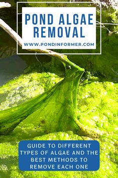 green algae with the words guide to different types of algae and the best method to remove each one