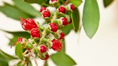 red flowers are blooming on the green leaves