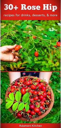 Quench your thirst with Fun Drinks & Easy Drink Recipes featuring the essence of rose hips. Discover 30+ Rose Hip Recipes that include invigorating drinks high in vitamin C. From savory to sweet, experience the full spectrum of rose hip delights. Fun Drink Recipe