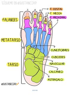 diagram of the human foot with all its parts labeled in spanish and latin words on it